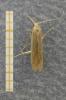 Coleophora flavipennella